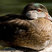 Wood Duck